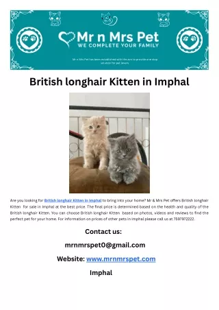 British longhair Kitten in Imphal