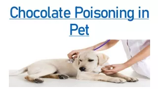 Chocolate Poisoning in Pet & dogs