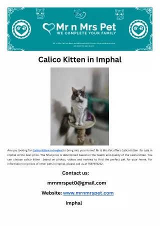 Calico Kitten in Imphal