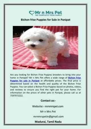 Bichon frise Puppies for Sale in Panipat