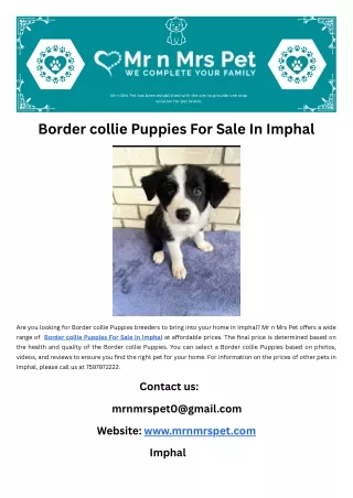 Border collie Puppies For Sale In Imphal