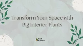 Transform Your Space with Big Interior Plants