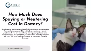 How Much Does Spaying or Neutering Cost in Downey