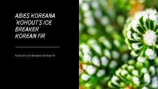 Abies koreana ‘Kohout’s Ice Breaker’Korean Fir