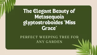 Why Metasequoia ‘Miss Grace’ is a Must-Have for Your Garden Design