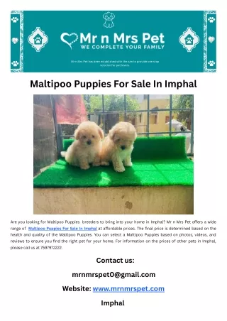 Maltipoo Puppies For Sale In Imphal