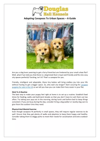 Cavapoo Puppies for Sale UK | Perfect for Urban Living | DHK