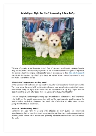 Maltipoo Puppy | A Guide to Temperament, Care, & Training | DHK