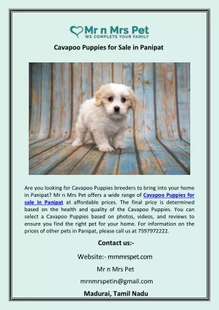 Cavapoo Puppies for Sale in Panipat