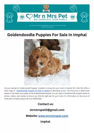 Goldendoodle Puppies For Sale In Imphal