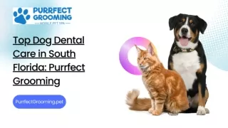 Top Dog Dental Care in South Florida: Purrfect Grooming