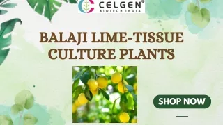 Top-Quality Lime Tissue Culture Plants - Balaji Citrus Variety