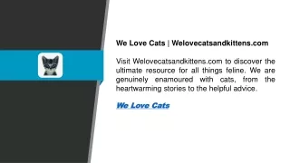 We Love Cats  Welovecatsandkittens.com