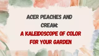 Why Acer Peaches and Cream Should Be Your Next Garden Addition