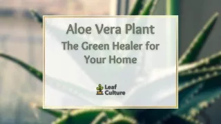 Aloe Vera Plant: The Green Healer for Your Home