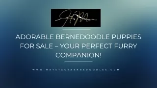 Adorable Bernedoodle Puppies for Sale – Your Perfect Furry Companion!