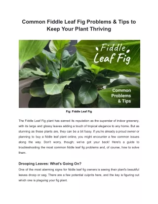 Common Fiddle Leaf Fig Problems & Tips to Keep Your Plant Thriving