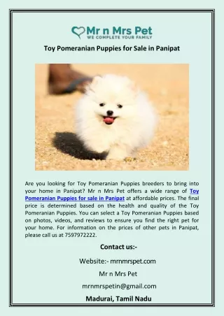 Toy Pomeranian Puppies for Sale in Panipat