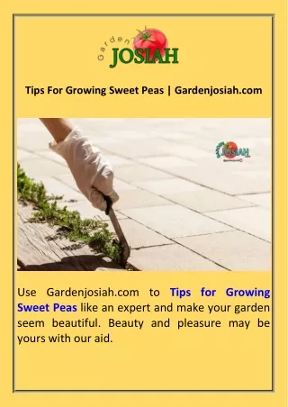Tips For Growing Sweet Peas  Gardenjosiah.com