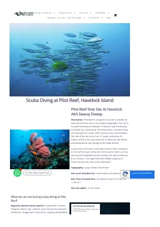 Explore Pilot Reef Dive Site on Havelock Island