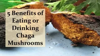 5 Benefits of Eating or Drinking Chaga Mushrooms.