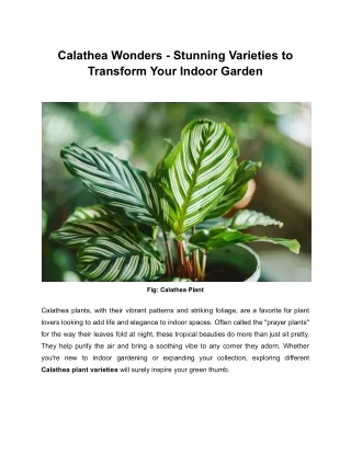 Calathea Wonders - Stunning Varieties to Transform Your Indoor Garden