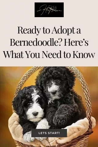 Ready to Adopt a Bernedoodle Here’s What You Need to Know