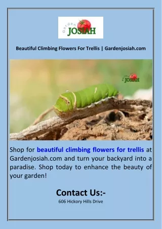 Beautiful Climbing Flowers For Trellis  Gardenjosiah.com