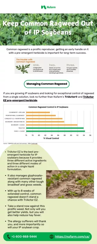 Keep Common Ragweed Out of IP Soybeans | Nufarm Canada