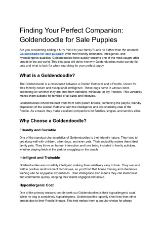 Finding Your Perfect Companion_ Goldendoodle for Sale Puppies