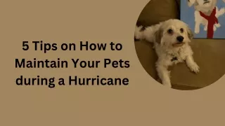 5 Tips on How to Maintain Your Pets during a Hurricane