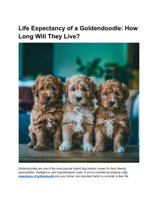 Life Expectancy of a Goldendoodle_ How Long Will They Live_