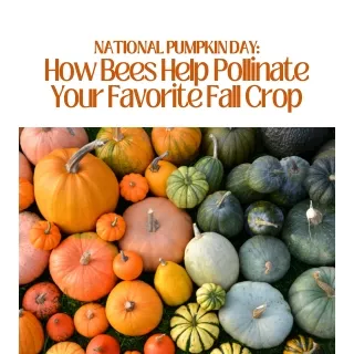 National Pumpkin Day  How Bees Help Pollinate Your Favorite Fall Crop