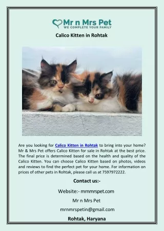 Calico Kitten in Rohtak