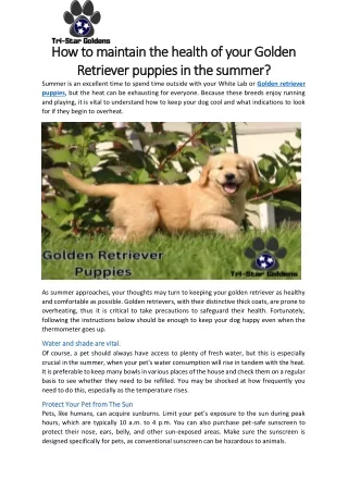 How to maintain the health of your Golden Retriever puppies in the summer