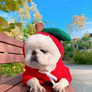 Untitled designCute puppy clothes