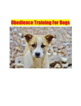 Obedience Training For Dogs