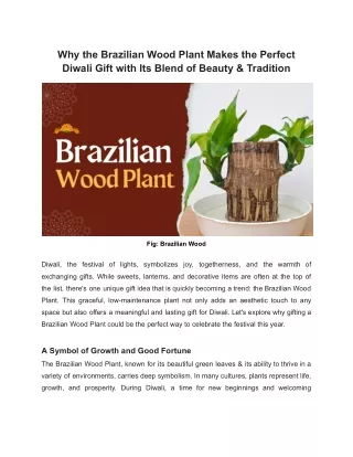 Brazilian Wood Plant Makes the Perfect Diwali Gift with Its Blend of Beauty