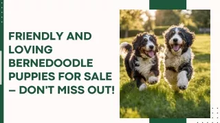 Friendly and Loving Bernedoodle Puppies for Sale – Don't Miss Out!