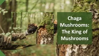 Chaga Mushrooms: The King of Mushrooms