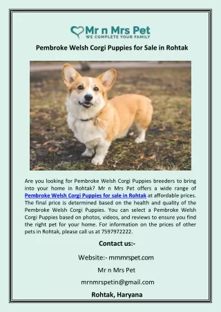 Pembroke Welsh Corgi Puppies for Sale in Rohtak