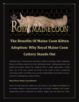 The Benefits Of Maine Coon Kitten Adoption Why Royal Maine Coon Cattery Stands Out