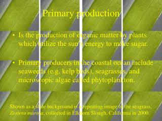 Primary production