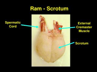 Ram - Scrotum