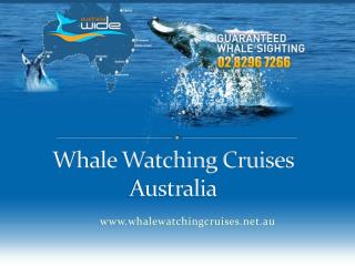 jetcruiser whale watching cruises australia