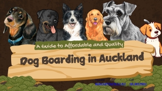 A Guide to Affordable and Quality Dog Boarding in Auckland