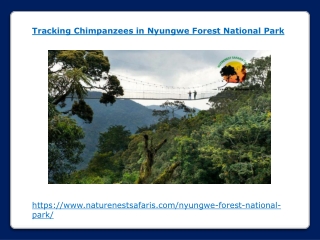 Tracking Chimpanzees in Nyungwe Forest National Park