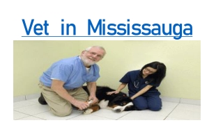 Vet  in  Mississauga