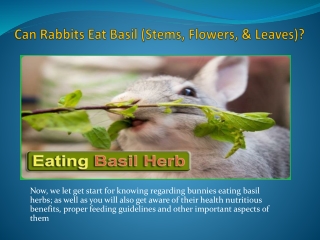 Can Rabbits Eat Basil (Stems, Flowers, & Leaves)? Benefits & Risks