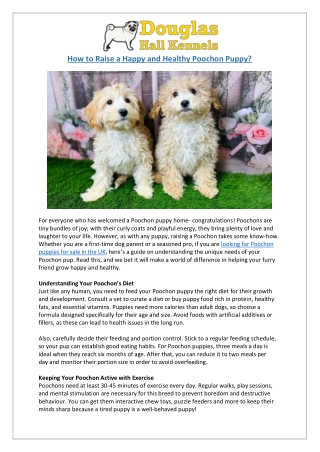 Raising Happy Poochon Puppies | UK Breeder Guide & Tips | DHK